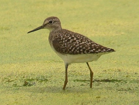 Wood Sandpiper Kotu Gambia